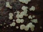 Hymenoscyphus fructigenus (Acorn Cup Fungus) by Nur Ritter