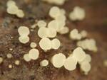 Hymenoscyphus fructigenus (Acorn Cup Fungus) by Nur Ritter
