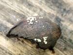 Hymenoscyphus fructigenus (Acorn Cup Fungus) by Nur Ritter