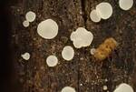 Hymenoscyphus Indet. #1. (No Common Name) by Nur Ritter