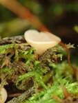 Tatraea macrospora (No Common Name) by Nur Ritter