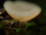 Tatraea macrospora (No Common Name) by Nur Ritter
