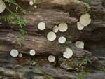 Tatraea macrospora (No Common Name) by Nur Ritter