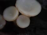 Tatraea macrospora (No Common Name) by Nur Ritter