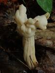 Helvella crispa (Fluted White Helvella) by Nur Ritter