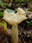 Helvella crispa (Fluted White Helvella) by Nur Ritter
