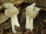 Helvella lacunosa (Elfin Saddle) by Nur Ritter