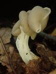 Helvella lacunosa (Elfin Saddle) by Nur Ritter