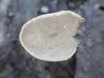 Helvella macropus (Long-stalked Gray Cup) by Nur Ritter