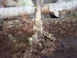 Helvella macropus (Long-stalked Gray Cup) by Nur Ritter