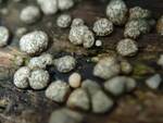 Hypocrea gelatinosa (No Common Name) by Nur Ritter