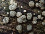 Hypocrea gelatinosa (No Common Name) by Nur Ritter