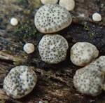 Hypocrea gelatinosa (No Common Name) by Nur Ritter