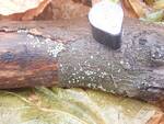 Hypocrea gelatinosa (No Common Name) by Nur Ritter