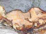 Hypomyces aurantius (Orange Polypore Mold) by Nur Ritter
