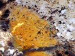 Hypomyces aurantius (Orange Polypore Mold) by Nur Ritter