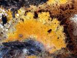 Hypomyces aurantius (Orange Polypore Mold) by Nur Ritter