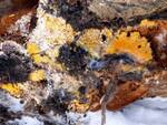 Hypomyces aurantius (Orange Polypore Mold) by Nur Ritter