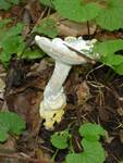 Hypomyces chrysospermus (Bolete Mold) by Nur Ritter