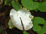 Hypomyces chrysospermus (Bolete Mold) by Nur Ritter
