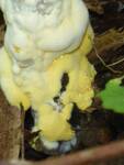 Hypomyces chrysospermus (Bolete Mold) by Nur Ritter