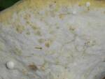 Hypomyces chrysospermus (Bolete Mold) by Nur Ritter