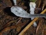 Hypomyces papulasporae (No Common Name) by Nur Ritter