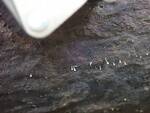 Trichoderma flavipes (No Common Name) by Nur Ritter