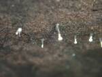 Trichoderma flavipes (No Common Name) by Nur Ritter