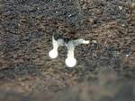 Trichoderma flavipes (No Common Name) by Nur Ritter