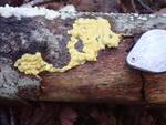 Trichoderma sulphureum (No Common Name) by Nur Ritter