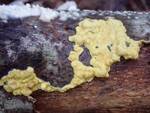 Trichoderma sulphureum (No Common Name) by Nur Ritter