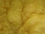 Trichoderma sulphureum (No Common Name) by Nur Ritter