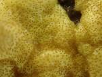 Trichoderma sulphureum (No Common Name) by Nur Ritter