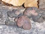 Daldinia concentrica (Carbon Balls) by Nur Ritter
