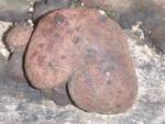 Daldinia concentrica (Carbon Balls) by Nur Ritter