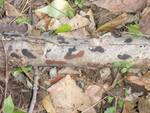Hypoxylon cf. ferrugineum (Rusty Woodwart) by Nur Ritter