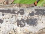Hypoxylon cf. ferrugineum (Rusty Woodwart) by Nur Ritter