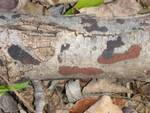 Hypoxylon cf. ferrugineum (Rusty Woodwart) by Nur Ritter