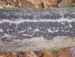 Hypoxylon fragiforme (Beech Woodwart) by Nur Ritter