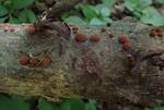 Hypoxylon howeanum (Harlequin Woodwart) by Nur Ritter