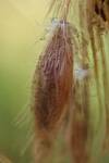 Periconia cookei (No Common Name) by Nur Ritter