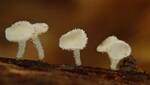 Lachnum virgineum (Stalked Hairy Fairy Cup) by Nur Ritter