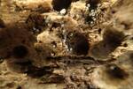 Lasiosphaeria ovina (Woolly Woodwart: UK) by Nur Ritter