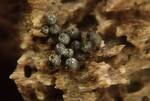 Lasiosphaeria ovina (Woolly Woodwart: UK) by Nur Ritter