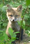 Red Fox, Gordon Natural Area (1) by Gerard Hertel