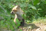 Red Fox, Gordon Natural Area (4) by Gerard Hertel