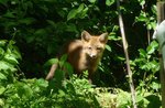 Red Fox, Gordon Natural Area (5) by Gerard Hertel