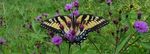 Eastern Tiger Swallowtail on Ironweed, Gordon Natural Area by Gerard Hertel