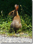 Cottontail Rabbit, Gordon Natural Area by Gerard Hertel